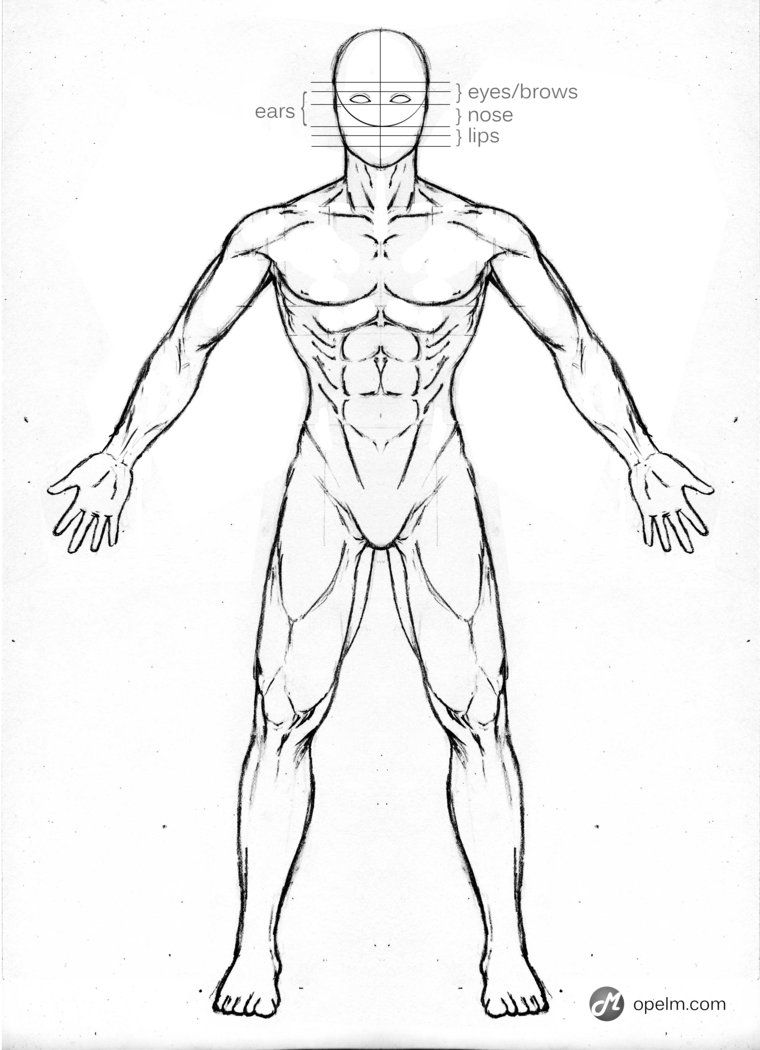 760x1050 Male Anatomy Drawing - Male Anatomy Sketch