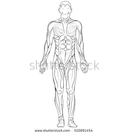450x470 Body Sketch Human Skeleton Drawing Outline Kuapp - Male Body Sketch