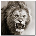 150x150 Easy Sketches Of Lions Best Drawing Book - Male Lion Sketch