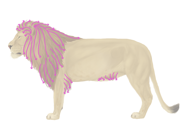 600x419 How To Draw Animals Big Cats, Their Anatomy And Patterns - Male Lion Sketch