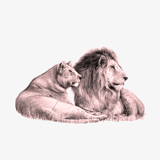 650x651 Male Lion And Lioness, Lion Clipart, Male Lion, Lioness Png And - Male Lion Sketch