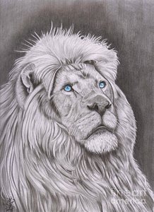 218x300 Male Lion Drawings - Male Lion Sketch