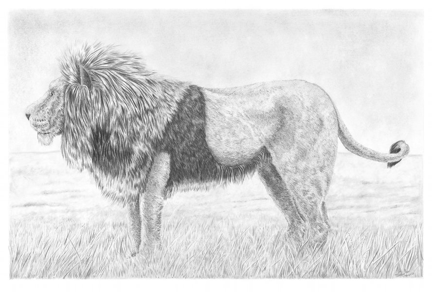 888x600 Male Lion By Cpart - Male Lion Sketch