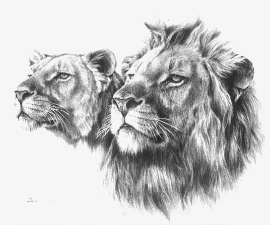 536x447 Painted Lion, Lion Clipart, Male Lion, Lion Illustration Png Image - Male Lion Sketch