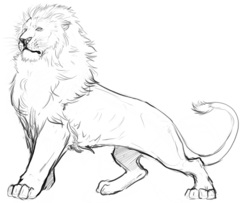 240x203 The Lion King Fan Art Archive Kasei - Male Lion Sketch