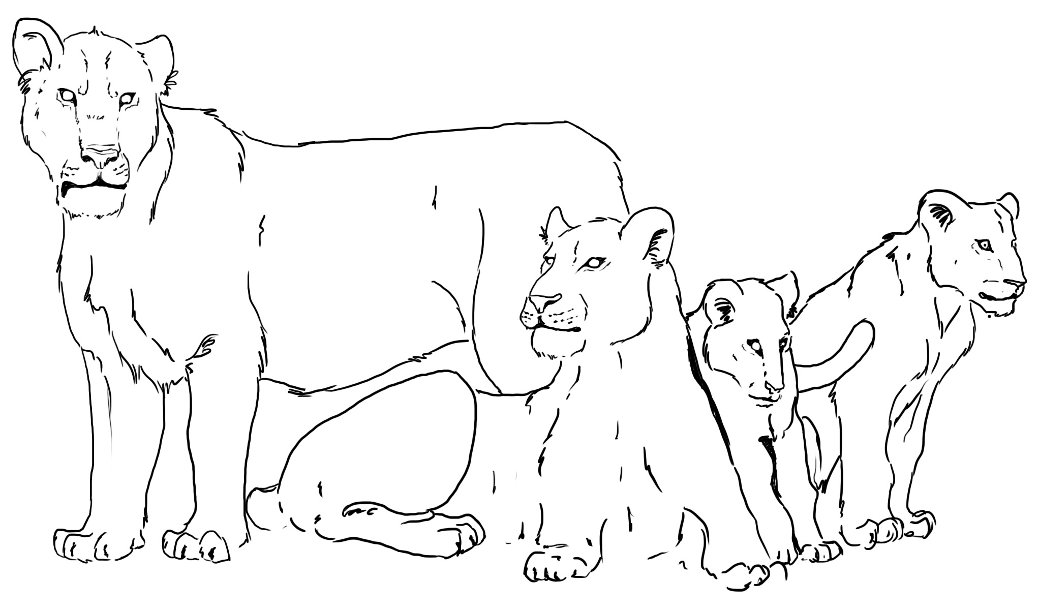2044x1204 To Worship The Lion Barbary Lion - Male Lion Sketch
