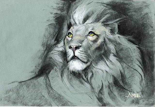 640x444 Kuester - Male Lion Sketch