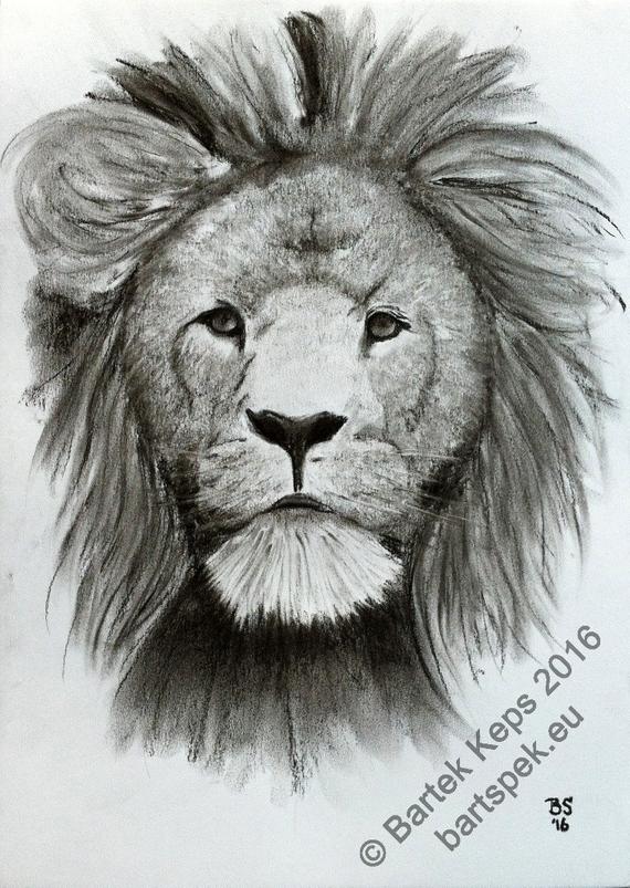 570x803 Original Male Lion Head Charcoal Drawing Lion Painting Etsy - Male Lion Sketch
