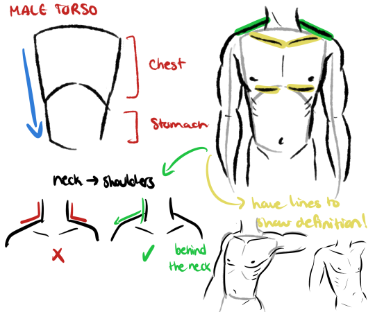 540x450 Torso Tutorial Tumblr - Male Torso Sketch