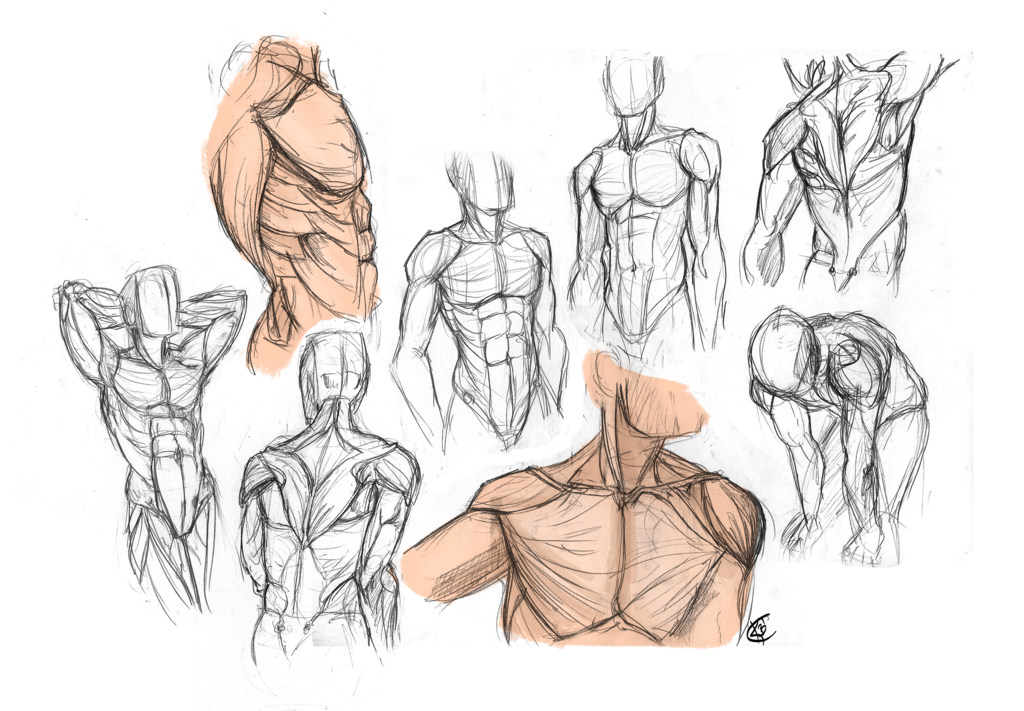 1024x711 Anatomy - Male Torso Sketch