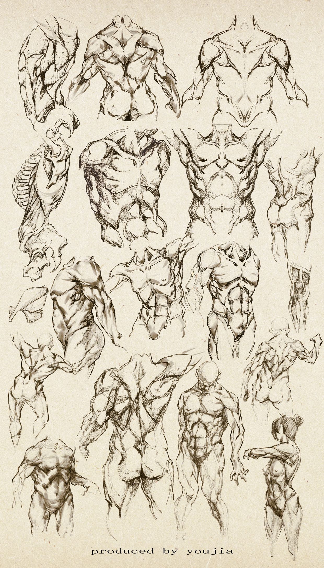 1240x2177 Anatomy Study Of A Male - Male Torso Sketch