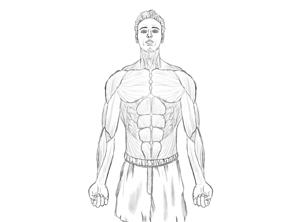 1024x768 Cgtalk Basic Male Torso Sketch - Male Torso Sketch