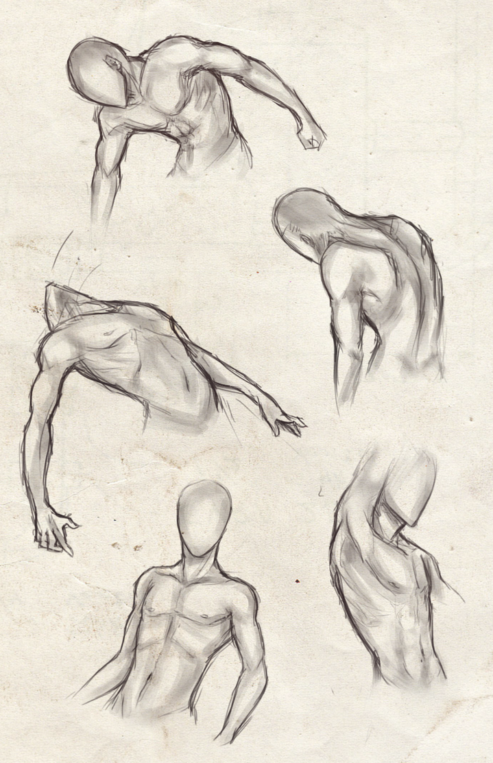 719x1112 Collection Of Free Proko Drawing Torso. Download On Ubisafe - Male Torso Sketch