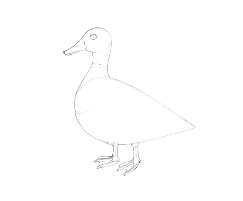850x706 How To Draw A Duck - Mallard Duck Sketch