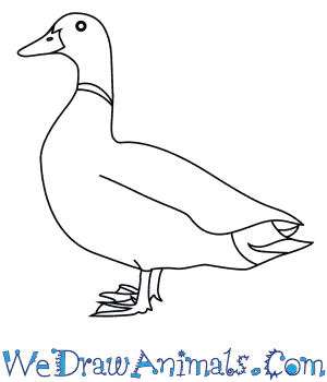 300x350 How To Draw A Mallard - Mallard Duck Sketch