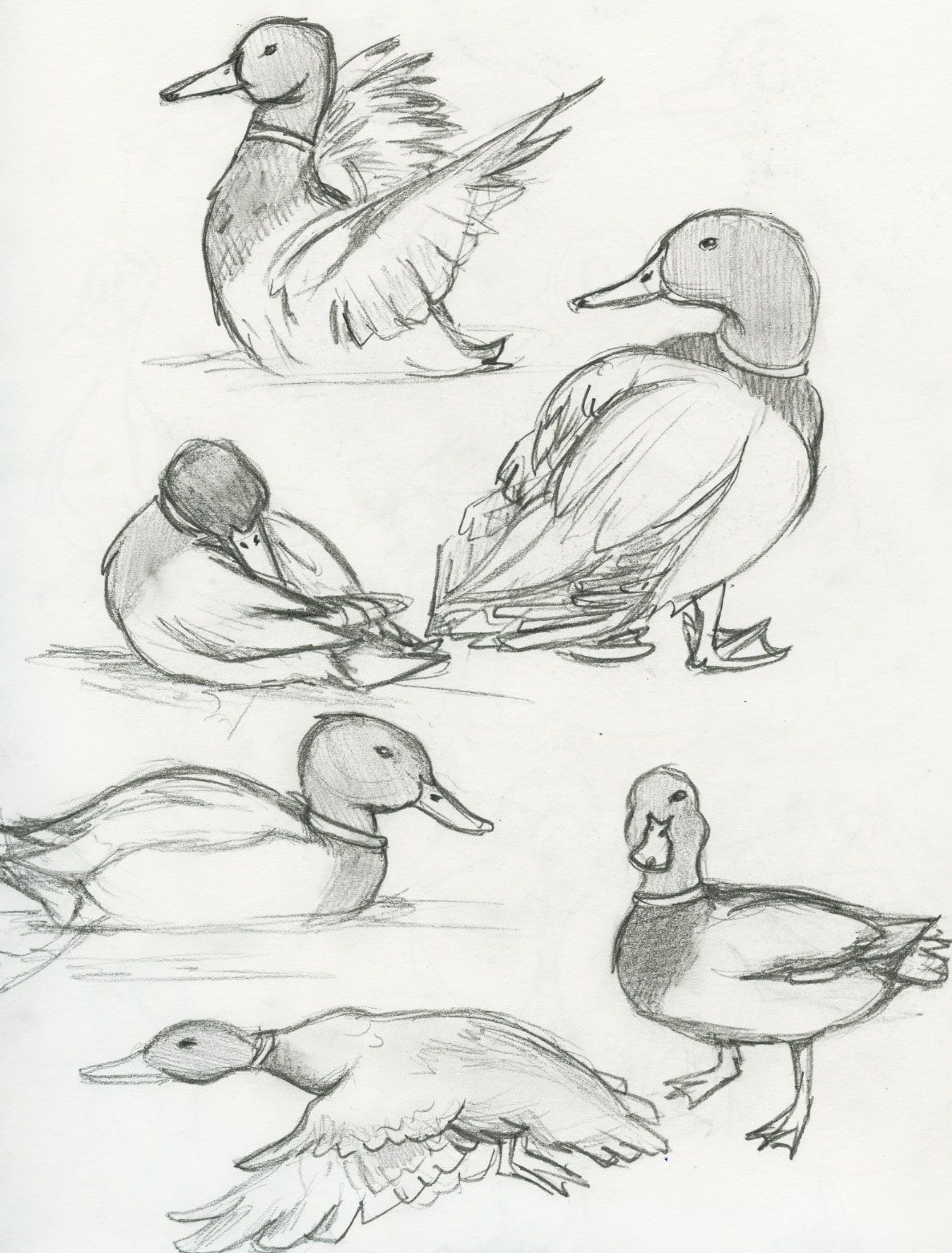 1188x1564 Mallard Duck The Ebestiary Tattoo Ideas For Sam - Mallard Duck Sketch