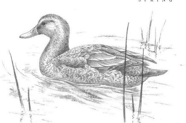 597x396 Mallard Duck Sketch - Mallard Duck Sketch