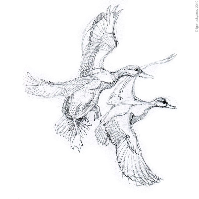 800x800 Mallard Duck Sketch - Mallard Duck Sketch