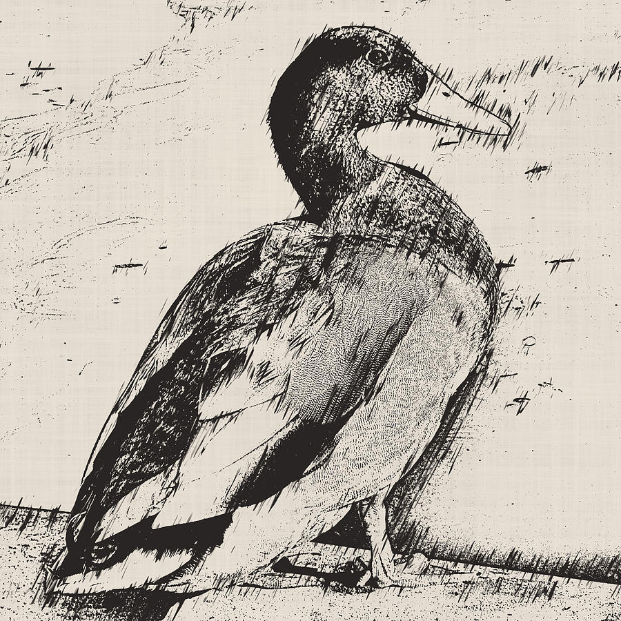 900x900 Mallard Duck Sketch Photograph By David G Paul - Mallard Duck Sketch