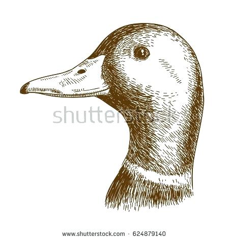 450x470 Mallard Duck Sketch Vector Antique Engraving Illustration Of - Mallard Duck Sketch