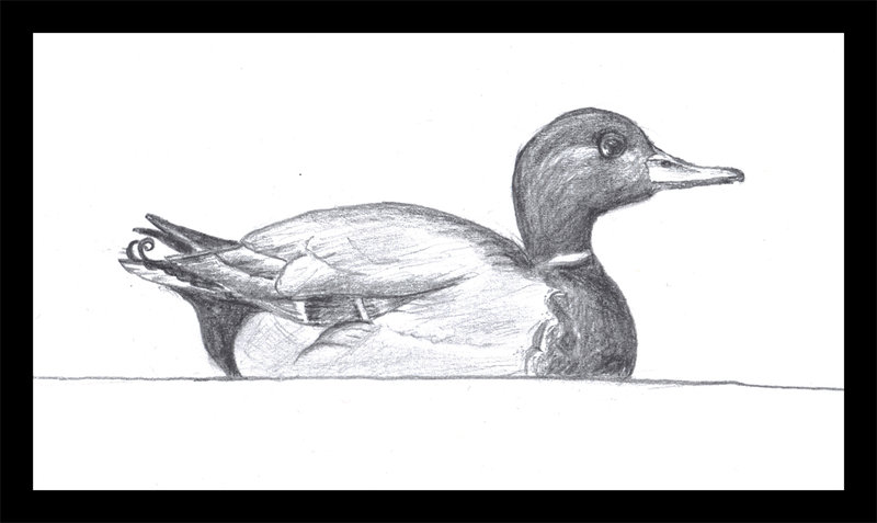 800x477 Drawn Duck Pencil Sketch - Mallard Duck Sketch