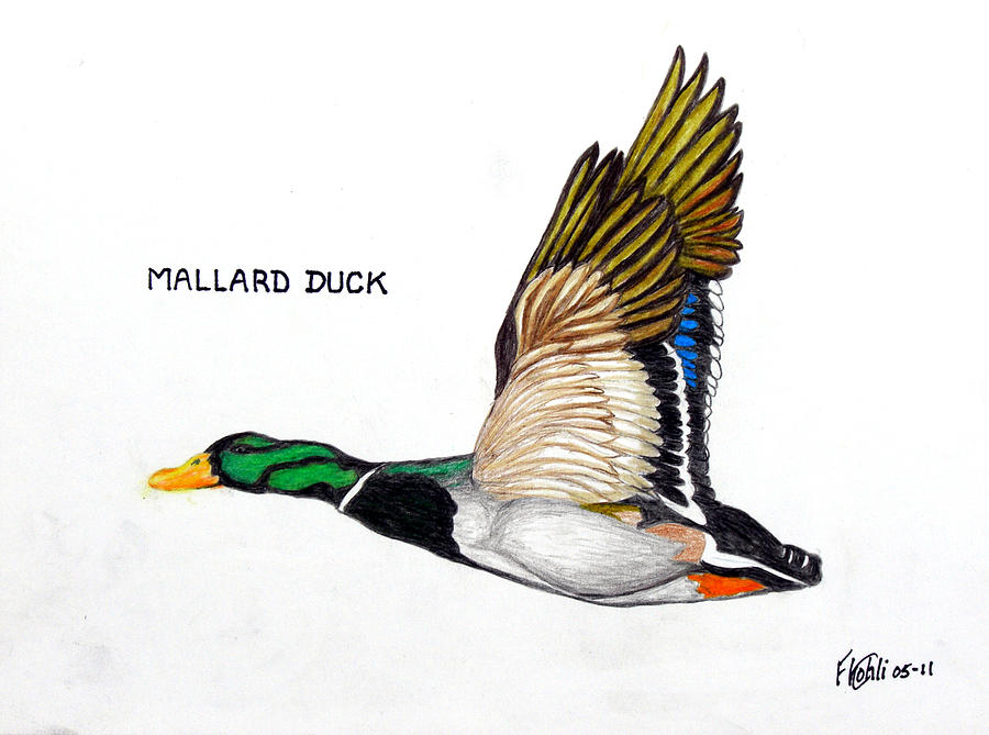 900x669 Mallard Ducks Flying Drawings Fine Art America - Mallard Duck Sketch