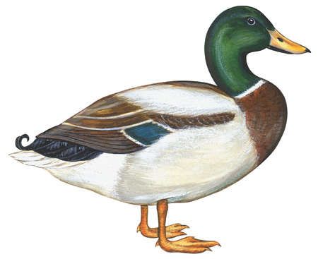 450x367 Mallard Duck (Anas Platyrhynchos) Animals Mallard - Mallard Duck Sketch
