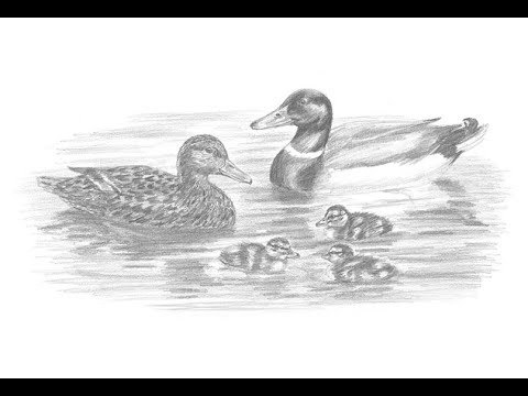 480x360 Special Drawing Mallard Duck Family! - Mallard Duck Sketch