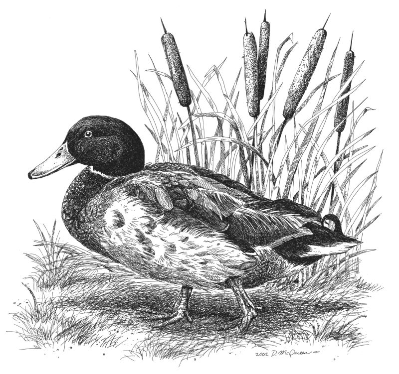 800x751 Duck Drawing Mallard Duck Drawings Mallard Duck Drawing - Mallard Duck Sketch