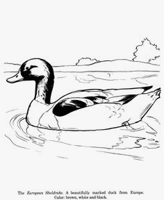 236x288 Duck And Duckling Animal Coloring Pages Fresh Mallard Duck Sketch - Mallard Duck Sketch