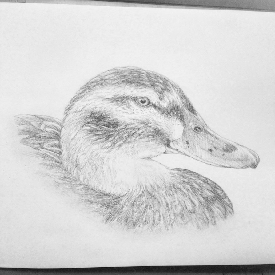 894x894 Female Mallard Duck Portrait By Cricketmilk - Mallard Duck Sketch