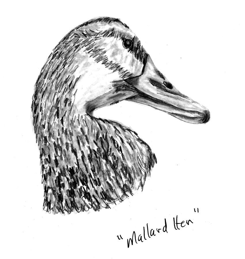 850x900 Head Of A Mallard Hen Drawing By Kevin Callahan - Mallard Duck Sketch