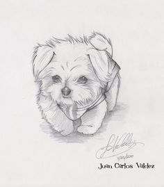 236x269 Maltese Clipart 2 Dog - Maltese Cross Sketch