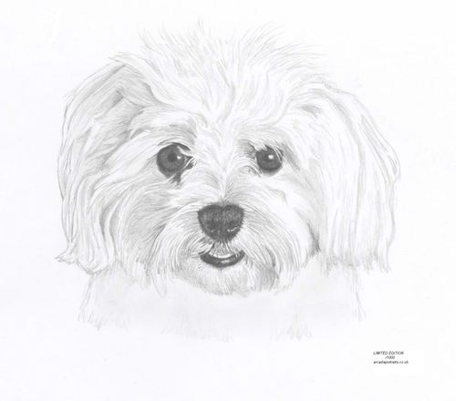 500x440 Maltese Terrier Dog Portrait Limited Edition Drawing Art Print By - Maltese Dog Sketch