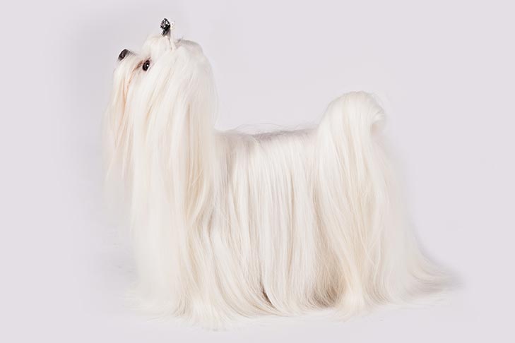 729x486 Maltese Dog Breed Information - Maltese Dog Sketch