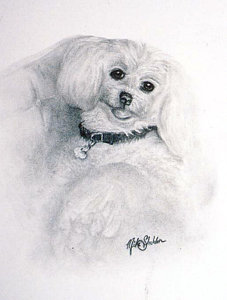 227x300 Maltese Dog Mixed Media By Mike Sheldon - Maltese Dog Sketch