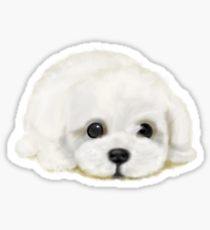 210x230 Maltese Drawing Gifts Amp Merchandise Redbubble - Maltese Dog Sketch