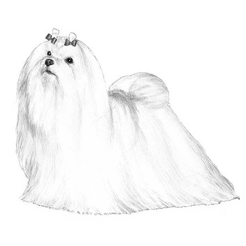 501x501 Maltese Illustration American Kennel Club - Maltese Dog Sketch