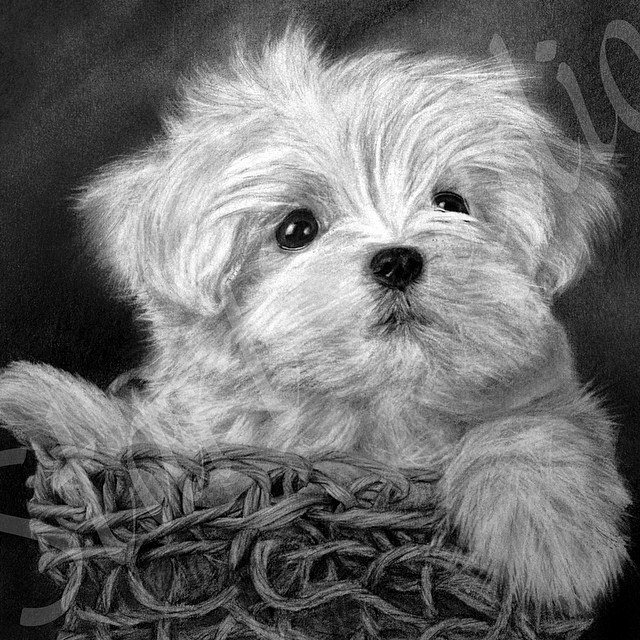 640x640 Maltese Puppy - Maltese Dog Sketch