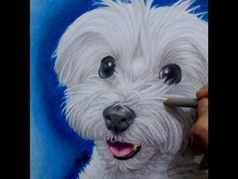 480x360 Maltese Speed Draw - Maltese Dog Sketch