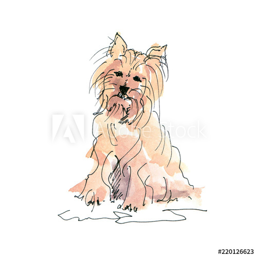 500x500 Watercolor Illustration Of Maltese Dog Sketch Isolated On White - Maltese Dog Sketch
