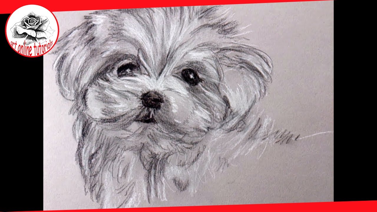 1280x720 How To Draw A Puppy With Charcoal And Carbon Pencil - Maltese Dog Sketch