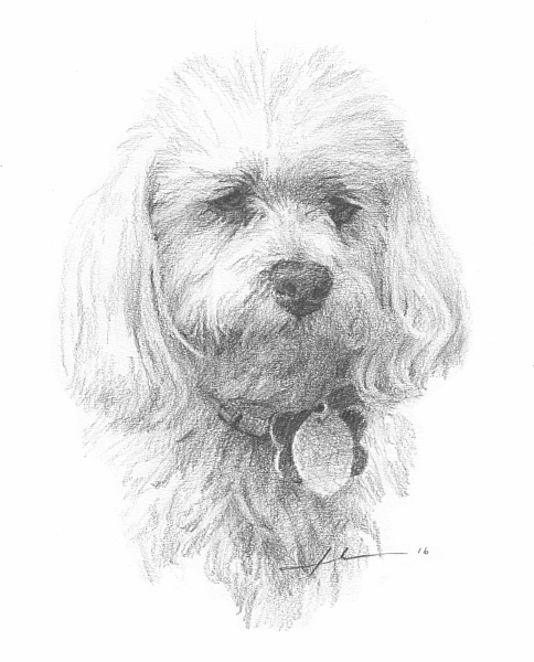 484x600 Maltese Dog Drawing - Maltese Dog Sketch