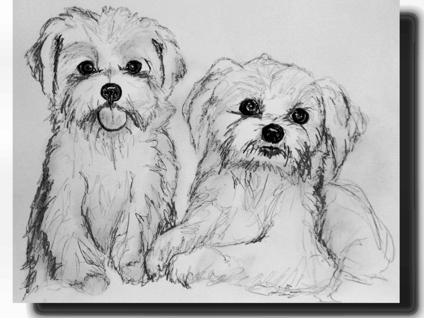 Maltese Dog Sketch at Explore collection of