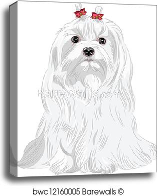 314x390 Canvas Print Of Vector Serious White Dog Maltese Breed Sitting - Maltese Dog Sketch