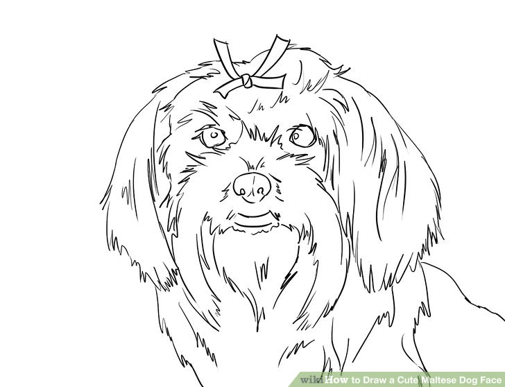 728x558 How To Draw A Cute Maltese Dog Face 12 Steps (With Pictures) - Maltese Dog Sketch