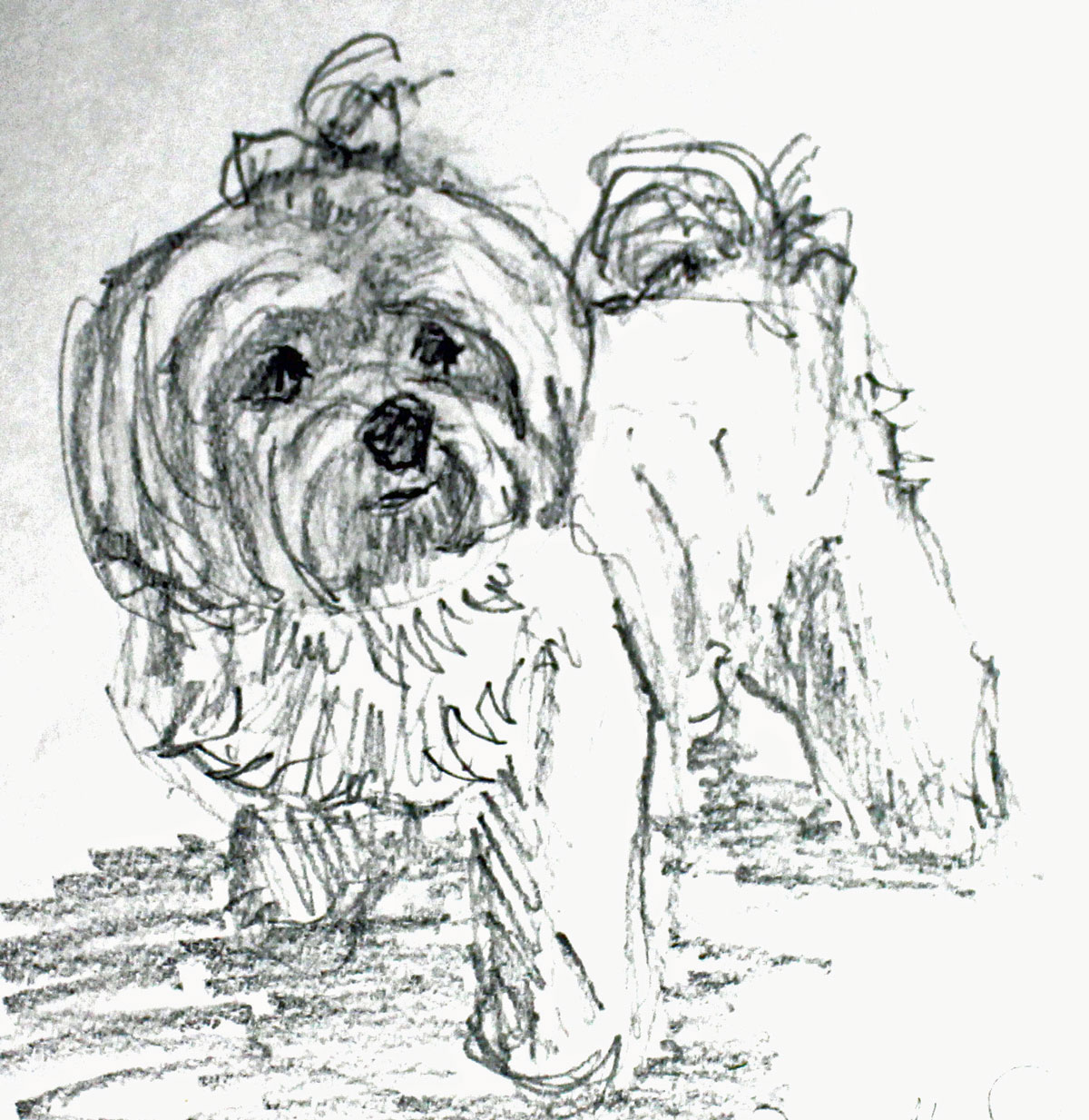 1200x1233 Drawings Rhaea Maurel - Maltese Sketch