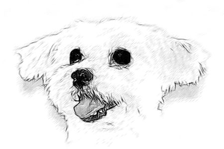 450x300 How To Draw Maltese Dog Image Gallery - Maltese Sketch