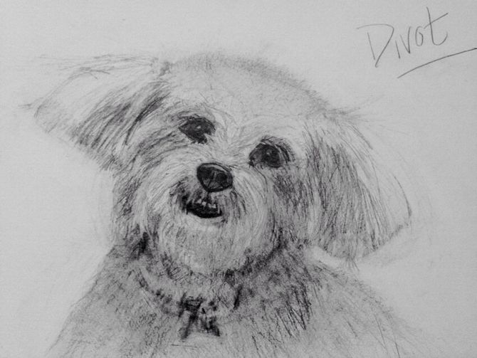670x503 How To Draw A Cute Maltese Dog Face 12 Steps (With Pictures) - Maltese Sketch