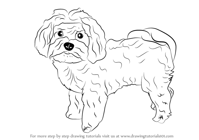 800x565 Learn How To Draw A Maltese Dog (Dogs) Step By Step Drawing - Maltese Sketch